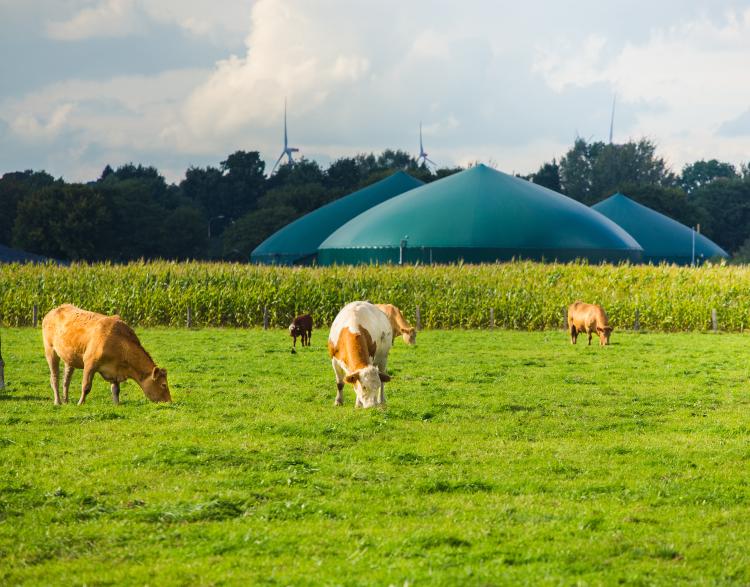 biogaz fermentation